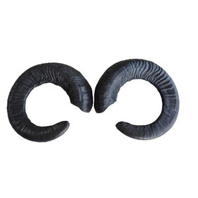 Leitold Dall Schaf Hrner (2 Stk)